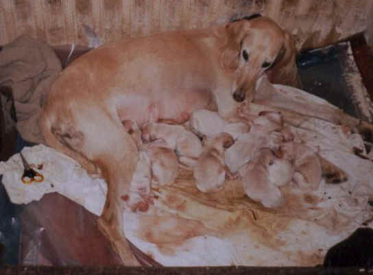Such they were at their first hour of life 